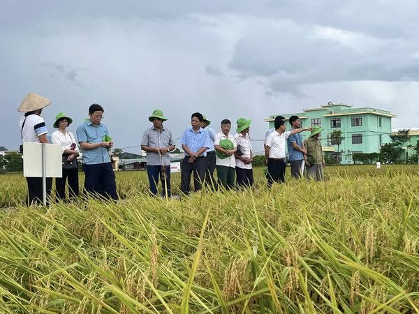 Xã Thư Trì tổ chức tham quan, học tập các mô hình giống lúa mới